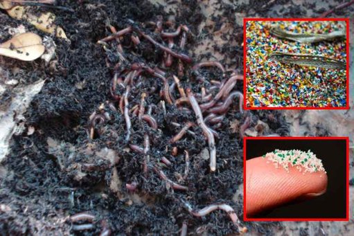 Nuevos estudios revelan los peligros ocultos de los microplásticos en el suelo y la alimentación