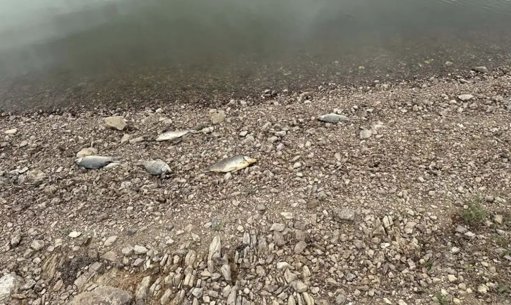 Morte de Peixes na Albufeira do Roxo Desencadeia Investigação Ambiental