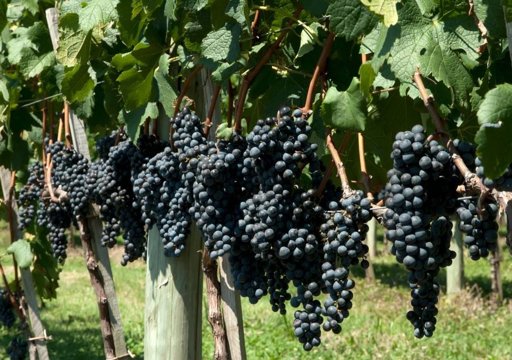 Governo Apoia Viticultores do Douro com 15 Milhões de Euros para Destilação de Excedentes