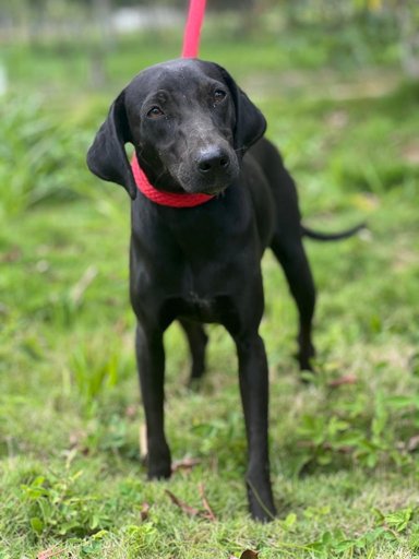 Iniciativas Tecnológicas y Móviles para el Bienestar Animal