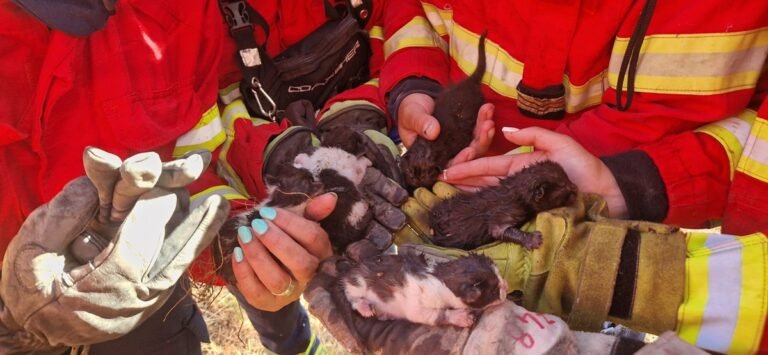 O Impacto da Cultura Pop e do Heroísmo nos Resgates e Adoções de Animais