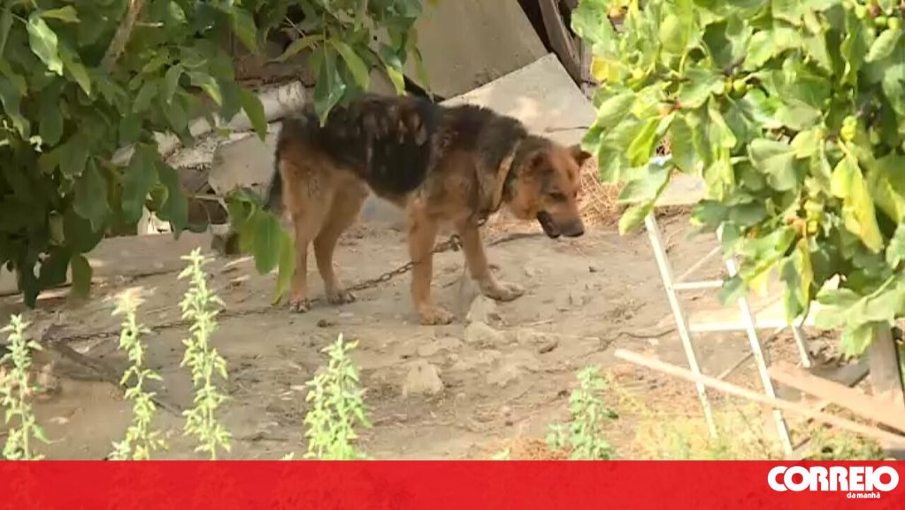 Investigação a Maus-Tratos em Tabuaço Conclui Pela Inexistência de Crime