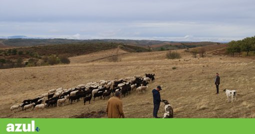 Ataques de Lobos no Planalto Mirandês Geram Preocupação e Prejuízos