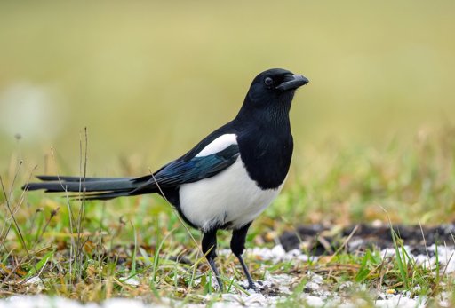 Les superstitions sur les pies : un folklore qui fascine à nouveau