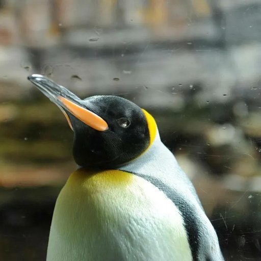 Rénovation d'Océanopolis : un Surcoût de 10 Millions d'Euros