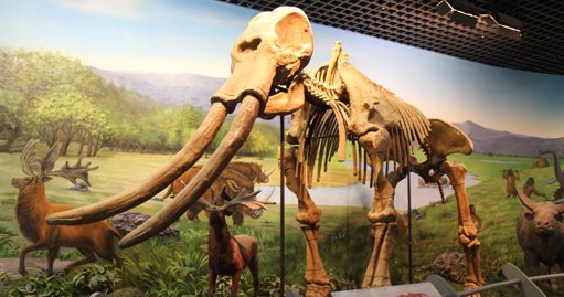 Humanos primitivos usavam ossos de elefante para fabricar ferramentas há 400.000 anos