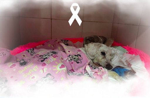 Fallece 'Chicharrón', el perro que sobrevivió al accidente de su dueño taxista en CDMX