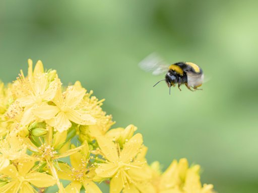 Abelhões Demonstram Capacidade de Aprender "Código Morse" Visual para Encontrar Alimento