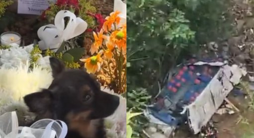 La Lealtad Inquebrantable: Mascota Llora sobre la Tumba de Joven Víctima de Tragedia Vial