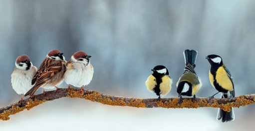 Soutenir les Oiseaux du Jardin en Hiver : Nutrition, Hydratation et Abris