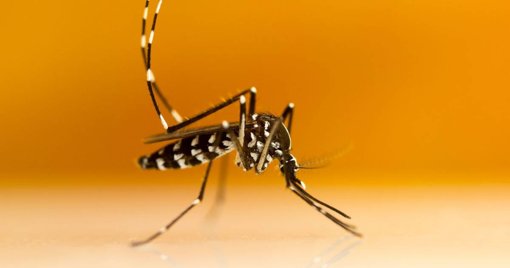 Alerta de Saúde Pública em Pombal devido ao Aumento do Mosquito-Tigre