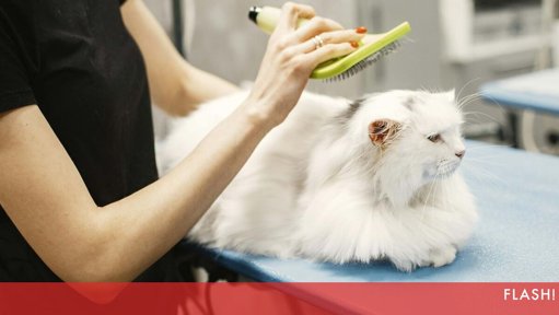 Saúde Felina: Artigos Informativos Abordam o Problema das Bolas de Pelo