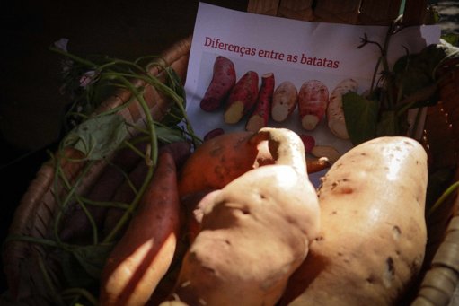 Feira da Batata Doce de Vagos Celebra Produto Local com Gastronomia e Cultura
