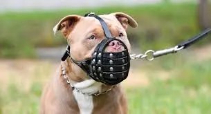 Regulación de Mascotas en Propiedades Horizontales