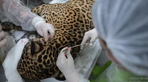 Rescatan en el Amazonas a un jaguar con más de 30 perdigones en su cuerpo