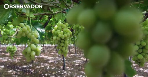 Encontro Fora da Caixa em Beja Debate o Valor dos Patrimónios Regionais