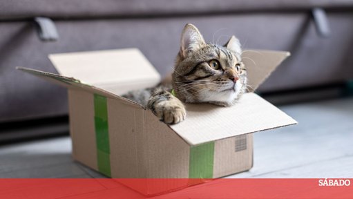 A Ciência por Trás da Obsessão dos Gatos por Caixas