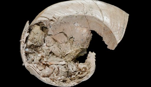 Fóssil Raro de Caracol Bebé Encontrado Dentro da Concha da Mãe em Taiwan