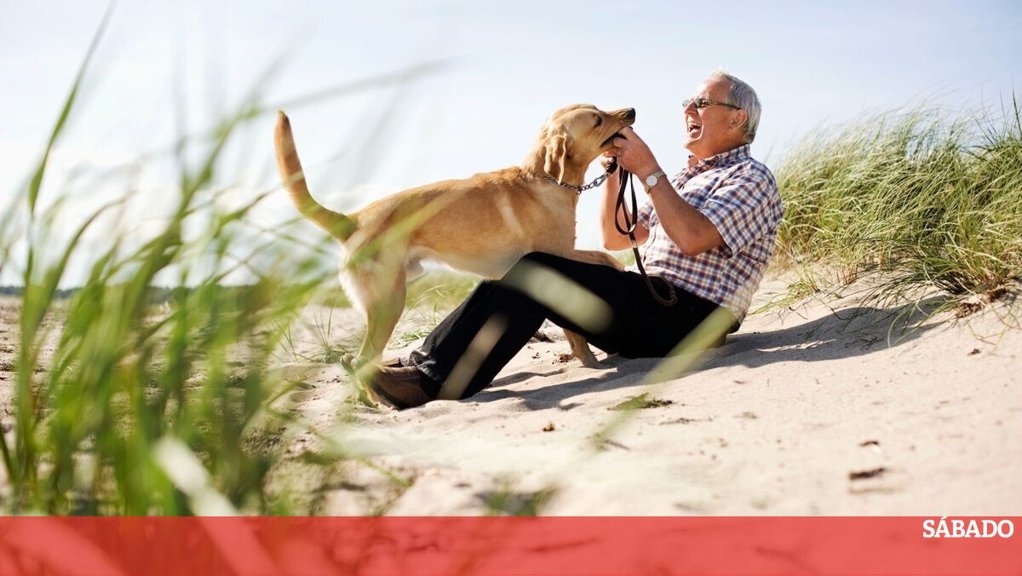 Companhia na Terceira Idade: Os Benefícios de Adotar um Animal Sénior