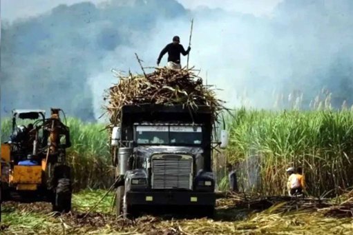 Productores cañeros presionan por apoyos; Gobierno actualiza aranceles a la importación