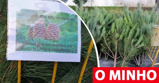 Arcos de Valdevez une tradição e sustentabilidade com oferta de pinheiros de Natal provenientes de limpeza florestal