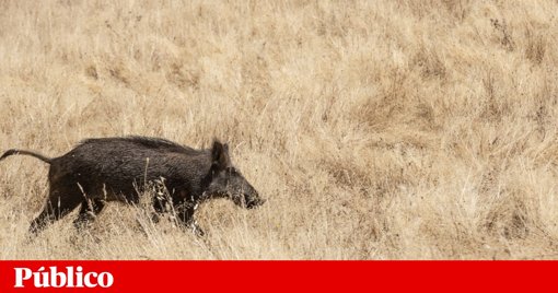 DGAV Pede Reforço da Prevenção Contra a Peste Suína Africana