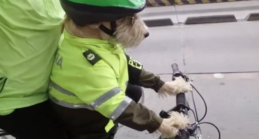 Hogar de esperanza: Policías de Kennedy convierten su estación en un refugio para perros callejeros