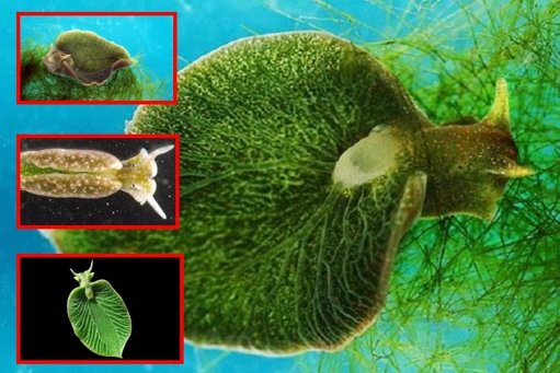 La babosa marina que realiza fotosíntesis como una planta