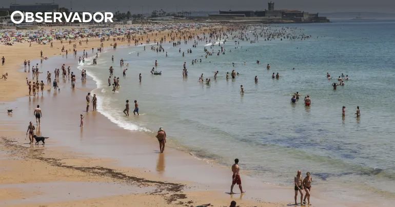 Alga Invasora Ameaça Costa Portuguesa e Leva a Estratégia Nacional
