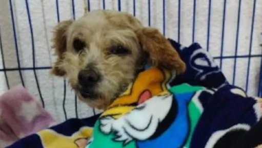 El Rescate de 'Cereza' y 'Cerecito': Un Símbolo de Esperanza Tras Explosión en Iztapalapa