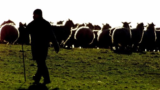 Ataques de Lobos Deixam Rasto de Destruição e Prejuízo em Miranda do Douro