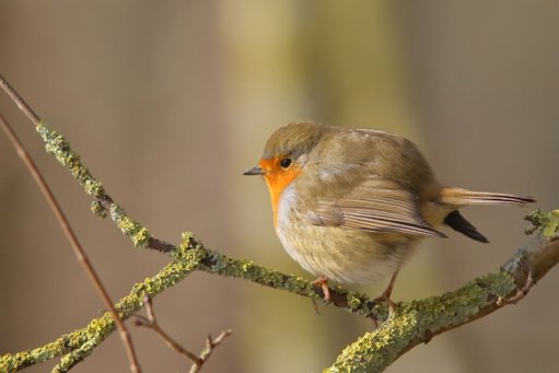 L'Impact des Chats Domestiques sur la Faune des Jardins