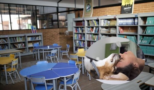 Congreso aprueba la ‘Ley Empatía’ para incluir el bienestar animal en la educación colombiana