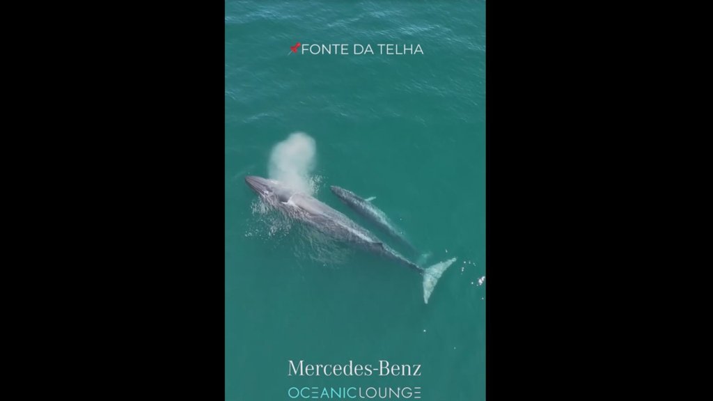 Raro Avistamento de Baleia com Cria Encanta a Costa da Caparica