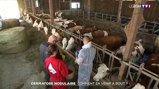 La dermatose bovine entraîne la suspension des exportations françaises