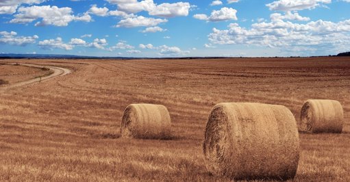 Onda de Solidariedade Garante Alimento para Animais Afetados pelos Incêndios