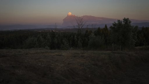 Comunidade de Arganil Une-se pela Reflorestação Autóctone e Autoproteção Pós-Incêndio