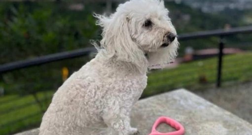 Recuperan Perrita Robada Dentro de un Vehículo en Bogotá