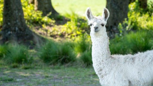 El Auge de los Activos del Mundo Real (RWA) Tokenizados Supera los 29 Mil Millones de Dólares