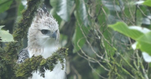 Histórico avistamiento de águilas crestadas en Medellín confirma éxito de estrategias de conservación