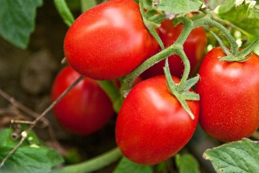 Tomates Geneticamente Modificados Mudam de Cor para Sinalizar Falta de Nutrientes