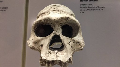 Fósil de 1,5 millones de años redefine las primeras migraciones humanas