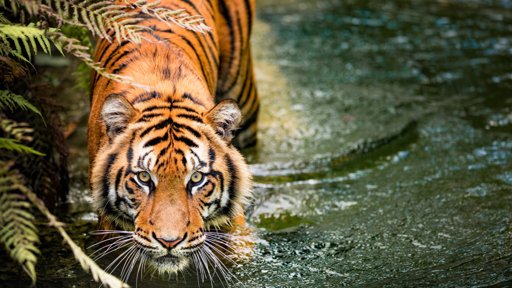 Descifran el mecanismo biológico que crea las manchas y rayas en los animales