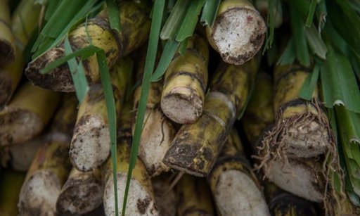 Gobierno impone aranceles de hasta 210% a la importación de azúcar para proteger a la industria nacional