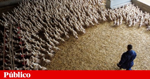DGAV Investiga Maus-Tratos em Exploração de Patos em Benavente