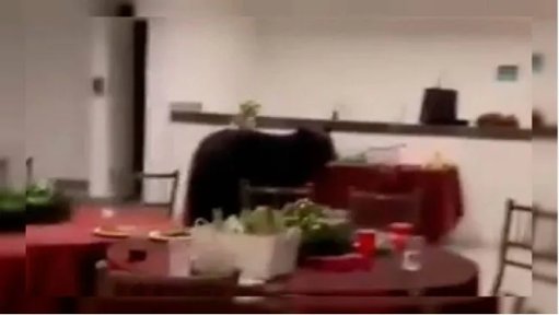 La interacción con osos negros en zonas urbanas de San Pedro se vuelve un tema recurrente