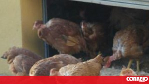 Alerta de Gripe Aviária Leva ao Confinamento de Aves em 14 Distritos
