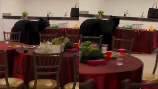 Oso interrumpe posada navideña en San Pedro y se alimenta de la mesa de postres