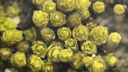 Descoberta nova espécie de musgo no Deserto do Atacama