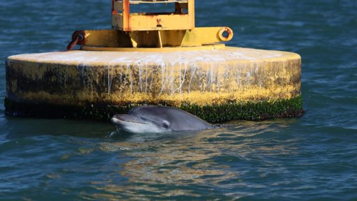 Observatório Costeiro do Atlântico Norte é lançado para monitorizar o oceano e apoiar desenvolvimento sustentável